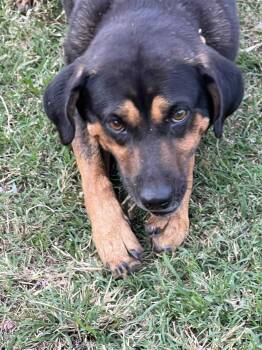 Rescue Hound Dogs for Adoption in Lumberton, North Carolina - Bella | PetCurious
