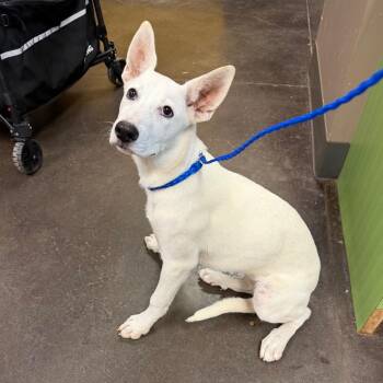 Nova -  German Shepherd Dog and Mixed Breed Dog for Adoption in Norman, Oklahoma - Nova | PetCurious