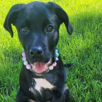 Terri -  Labrador Retriever Dog for Adoption in South Elgin, Illinois - Terri | PetCurious