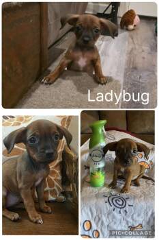 Chihuahua Dogs Available for Adoption in Enterprise, Alabama - Ladybug | PetCurious