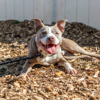 Rescue Mixed Breed Dogs for Adoption in Chamblee, Georgia - Chalo- In Foster | PetCurious
