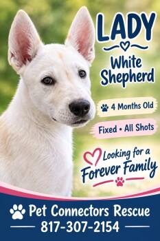 Ms.Penelope -  German Shepherd Dog Dog for Adoption in Haslet, Texas - Ms.Penelope | PetCurious