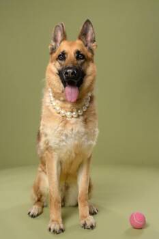 Shark -  German Shepherd Dog and Mixed Breed Dog for Adoption in Atlanta, Georgia - Shark | PetCurious