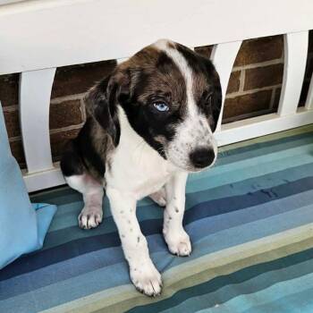Clutch -  Mixed Breed Dog for Adoption in Fredericksburg, Virginia - Clutch | PetCurious
