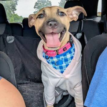 Maple -  Mixed Breed Dog for Adoption in Oak Park, Michigan - Maple | PetCurious