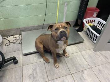 VINICIUS -  American Bulldog and Mixed Breed Dog for Adoption in Grand Prairie, Texas - VINICIUS | PetCurious