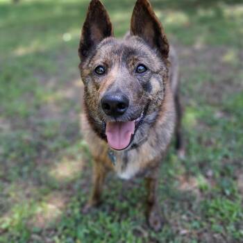 CHOCO -  Jindo Dog for Adoption in Stone Mountain, Georgia - CHOCO | PetCurious