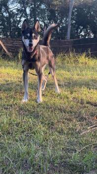Rescue Siberian Husky Dogs for Adoption in Hortense, Georgia - MJ | PetCurious