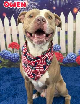 Owen -  Mixed Breed Dog for Adoption in Flint, Michigan - Owen | PetCurious