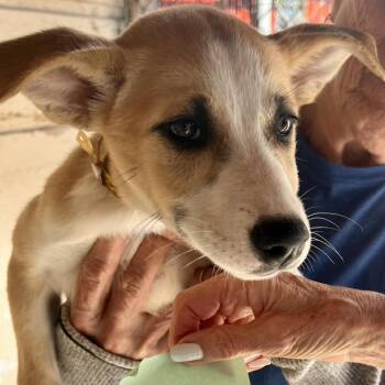 Pearl -  Mixed Breed Dog for Adoption in Medford, Oregon - Pearl | PetCurious