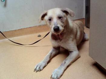 SNOOP -  German Shepherd Dog and Mixed Breed Dog for Adoption in Martinez, California - SNOOP | PetCurious