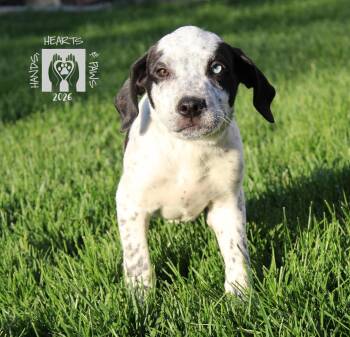 Australian Cattle Dog Blue Heeler Dogs Available for Adoption in Omaha, Nebraska - Country Roads | PetCurious