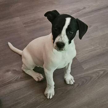 Mixed Breed Dogs Available for Adoption in Olathe, Kansas - Joey | PetCurious