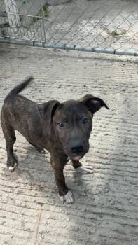 Bingo -  Mixed Breed Dog for Adoption in Georgetown, South Carolina - Bingo | PetCurious