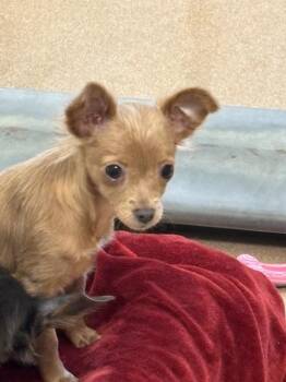 Serena -  Chihuahua Dog for Adoption in Santa Rosa, California - Serena | PetCurious