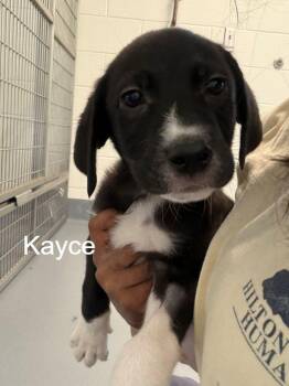 Labrador Retriever Dogs Available for Adoption in Hilton Head Island, South Carolina - Kayce | PetCurious