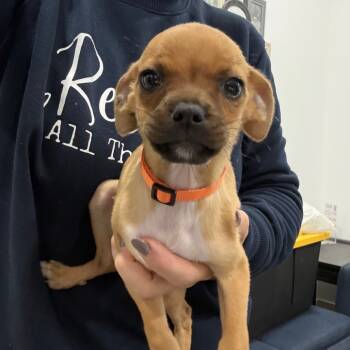 Rescue French Bulldog and Pug Dogs for Adoption in Sacramento, California - Reef | PetCurious