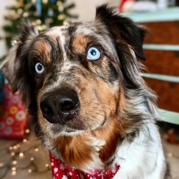 Stevie -  Australian Shepherd Dog for Adoption in Ada, Minnesota - Stevie | PetCurious