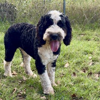 Floyd -  Cockapoo and English Springer Spaniel Dog for Adoption in Pelham, New Hampshire - Floyd | PetCurious