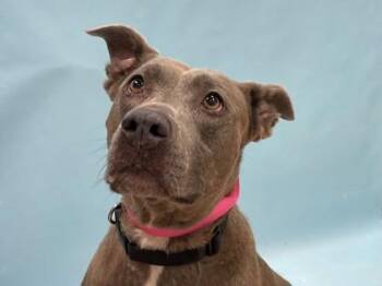 Birdie -  Pit Bull Terrier Dog for Adoption in Minneapolis, Minnesota - Birdie | PetCurious