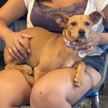 Willow -  Chihuahua and Terrier Dog for Adoption in San Diego, California - Willow | PetCurious
