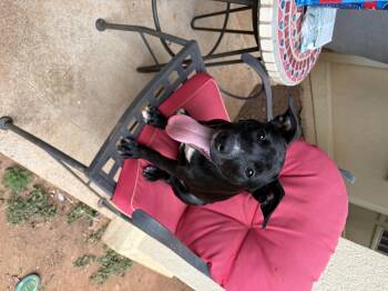 Simparica -  Labrador Retriever Dog for Adoption in Winder, Georgia - Simparica | PetCurious