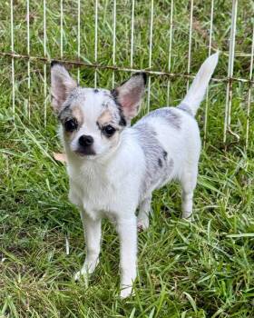 Blitz -  Chihuahua Dog for Adoption in Lucedale, Mississippi - Blitz | PetCurious