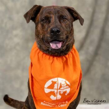 BRUCE -  Pit Bull Terrier and Mixed Breed Dog for Adoption in Albuquerque, New Mexico - BRUCE | PetCurious