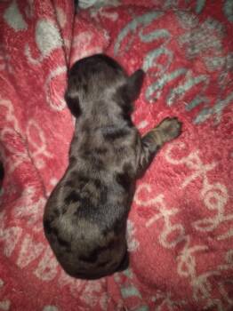 Miniature Dachshund Dogs Available for Sale - Dapple Girl 1 | PetCurious