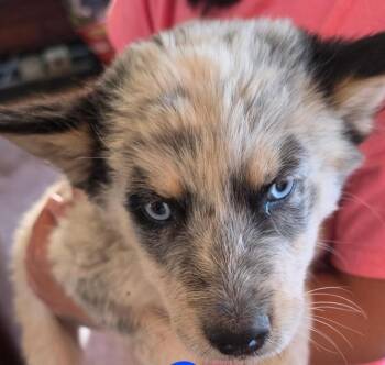 Mulder -  German Shepherd Dog and Australian Cattle Dog Blue Heeler Dog for Adoption in Scottsdale, Arizona - Mulder | PetCurious