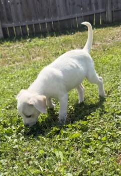 Delaware : Elsmere -  Jack Russell Terrier and Mixed Breed Dog for Adoption in Aurora, Indiana - Delaware : Elsmere | PetCurious
