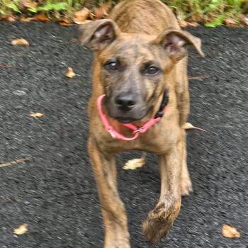 Lizzy -  Mixed Breed Dog for Adoption in Highland, New York - Lizzy | PetCurious