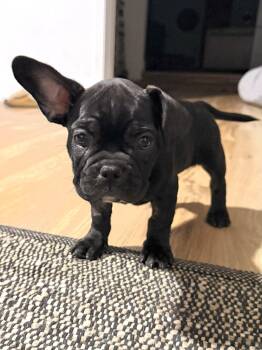 Jelly Beans Laramie -  French Bulldog Dog for Adoption in Las Vegas, Nevada - Jelly Beans Laramie | PetCurious