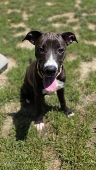 Grass Hopper -  Pit Bull Terrier Dog for Adoption in Shepherdsville, Kentucky - Grass Hopper | PetCurious
