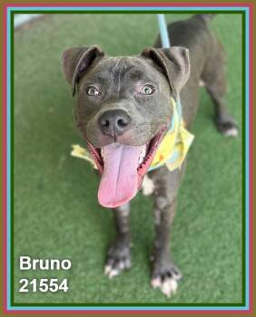 BRUNO -  Pit Bull Terrier and American Staffordshire Terrier Dog for Adoption in Marietta, Georgia - BRUNO | PetCurious