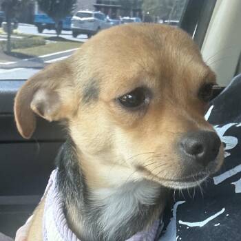Chihuahua and Rat Terrier Dogs Available for Adoption in Rockville, Maryland - Palmer | PetCurious
