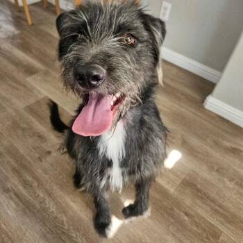 Opal -  Old English Sheepdog and Labrador Retriever Dog for Adoption in Las Vegas, Nevada - Opal | PetCurious