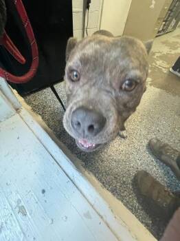 Bam-Bam (chubbs) -  Pit Bull Terrier Dog for Adoption in Mobile, Alabama - Bam-Bam (chubbs) | PetCurious