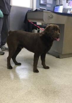 Labrador Retriever and Mixed Breed Dogs Available for Adoption in Riverside, California - WONKA | PetCurious