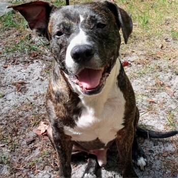 Mixed Breed Dogs Available for Adoption in Gainesville, Florida - Bolo | PetCurious