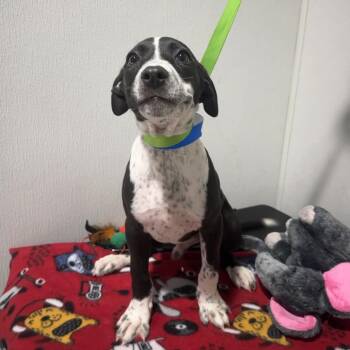 Redd -  Border Collie and Mixed Breed Dog for Adoption in Tampa, Florida - Redd | PetCurious