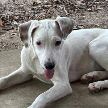 Ghost -  Terrier and Mixed Breed Dog for Adoption in Marshall, Texas - Ghost | PetCurious
