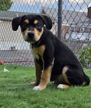 Lola -  Mixed Breed Dog for Adoption in Kearneysville, West Virginia - Lola | PetCurious