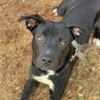 Rescue American Staffordshire Terrier Dogs for Adoption in Lynchburg, Virginia - Dude | PetCurious