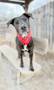 Rescue Labrador Retriever Dogs for Adoption in Muskegon, Michigan - Nova | PetCurious