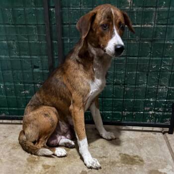 Eunis -  Hound Dog for Adoption in Birmingham, Alabama - Eunis | PetCurious