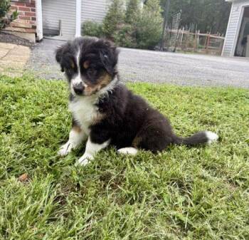 Liberty -  Australian Shepherd Dog for Adoption - Liberty | PetCurious