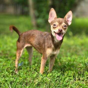 Libby -  Chihuahua Dog for Adoption in Boise, Idaho - Libby | PetCurious
