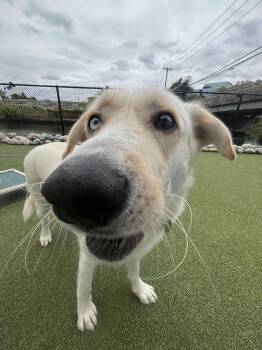 Rescue Great Pyrenees Dogs for Adoption in Stamford, Connecticut - FLOUR | PetCurious