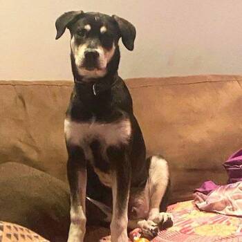 Rescue Shepherd and Rottweiler Dogs for Adoption in Abbotsford, British Columbia - Wolverine | PetCurious